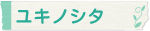ユキノシタ